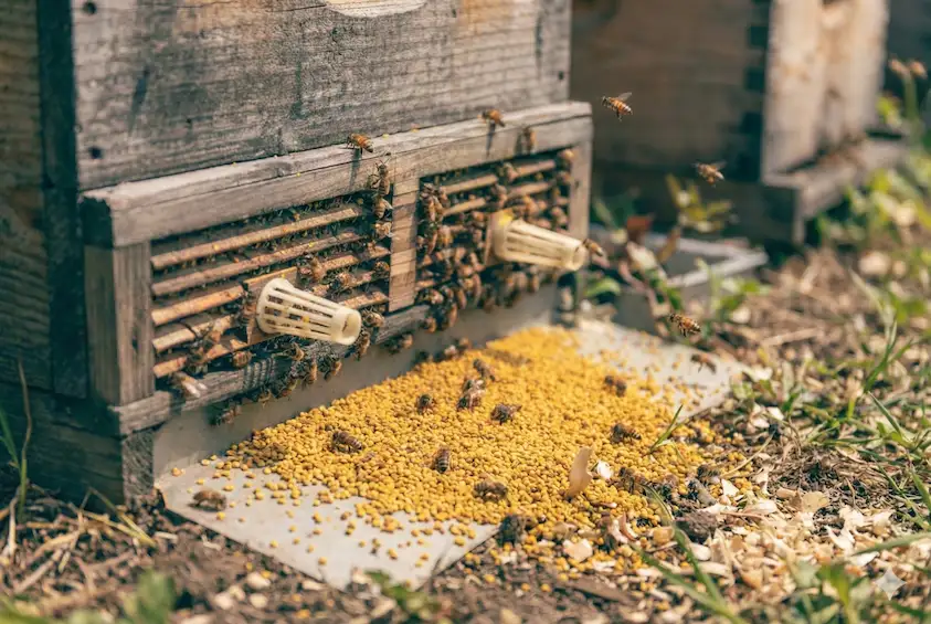 Sample Pack of bee pollen